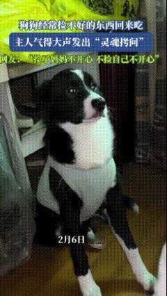 湖南，一狗狗经常捡不好的东西回来吃，主人气得大声发出“灵魂拷问”，然后狗狗满脸愁