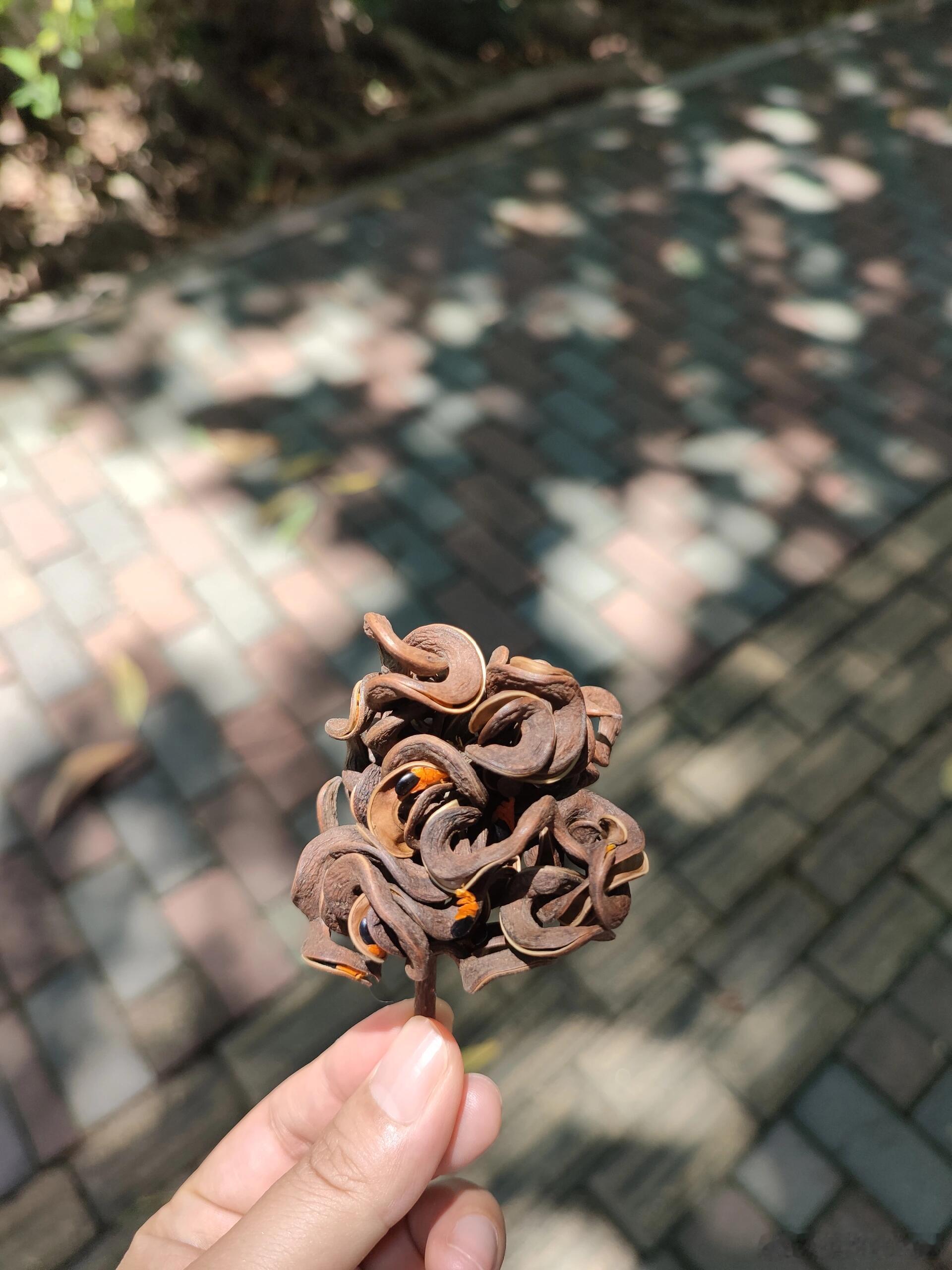 散步路上发现的，不知道是啥，还怪好看的​​​