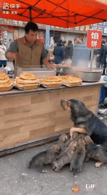 太坏了！这天一只可怜的流浪狗妈妈带着一群小奶狗在集市找吃的，当它走到一家馅饼店附
