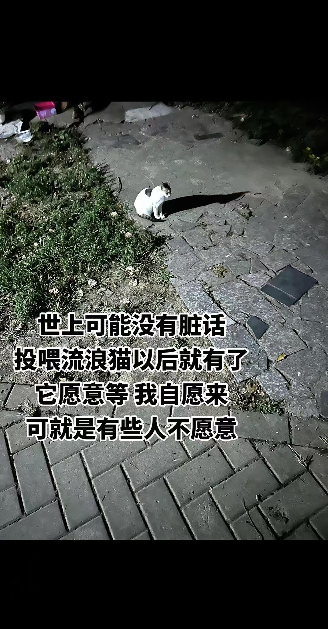投喂流浪猫后猫碗被踢，猫窝被扔。真有爱心领回家自己可劲喂，别在大家的公共场所喂猫