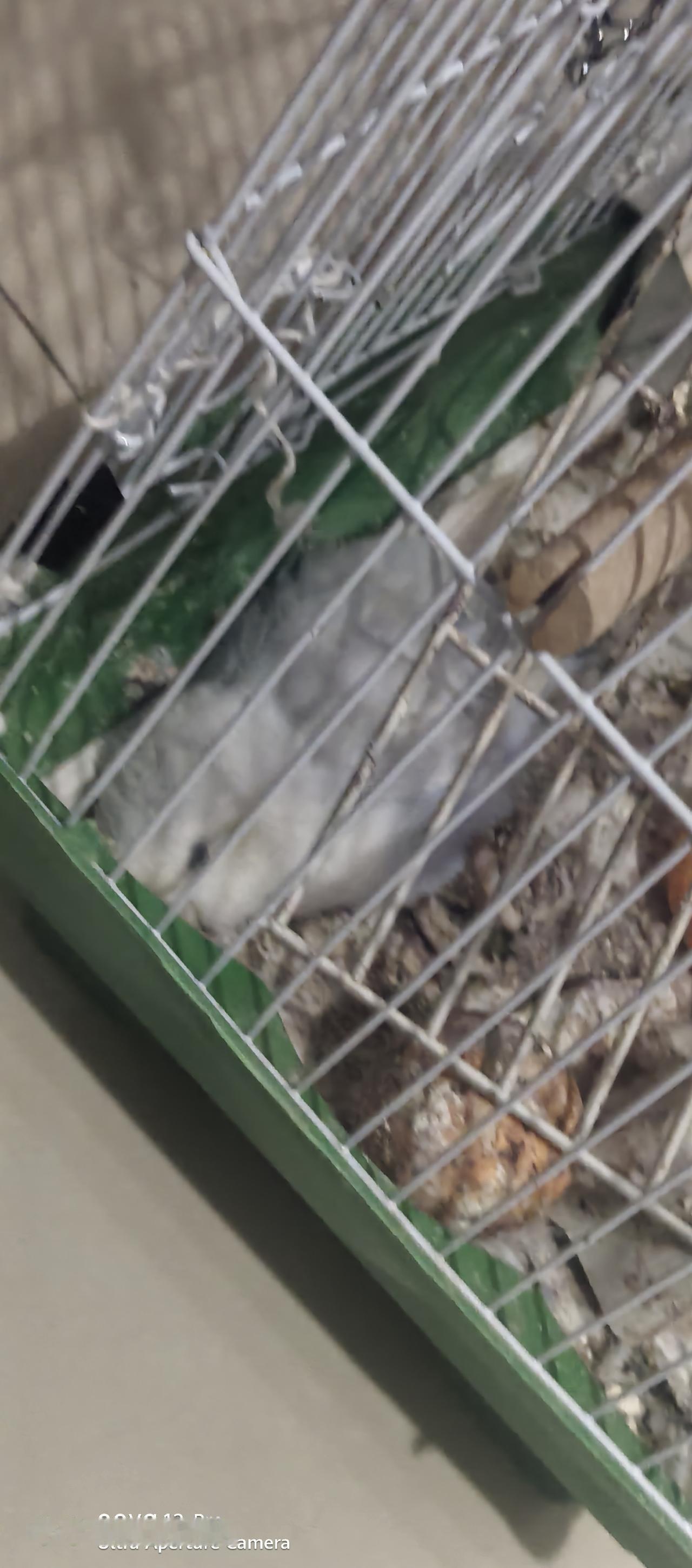 生命是脆弱的[祈祷][祈祷][祈祷]家里的鹦鹉前天还活蹦乱跳，昨天就突然死掉