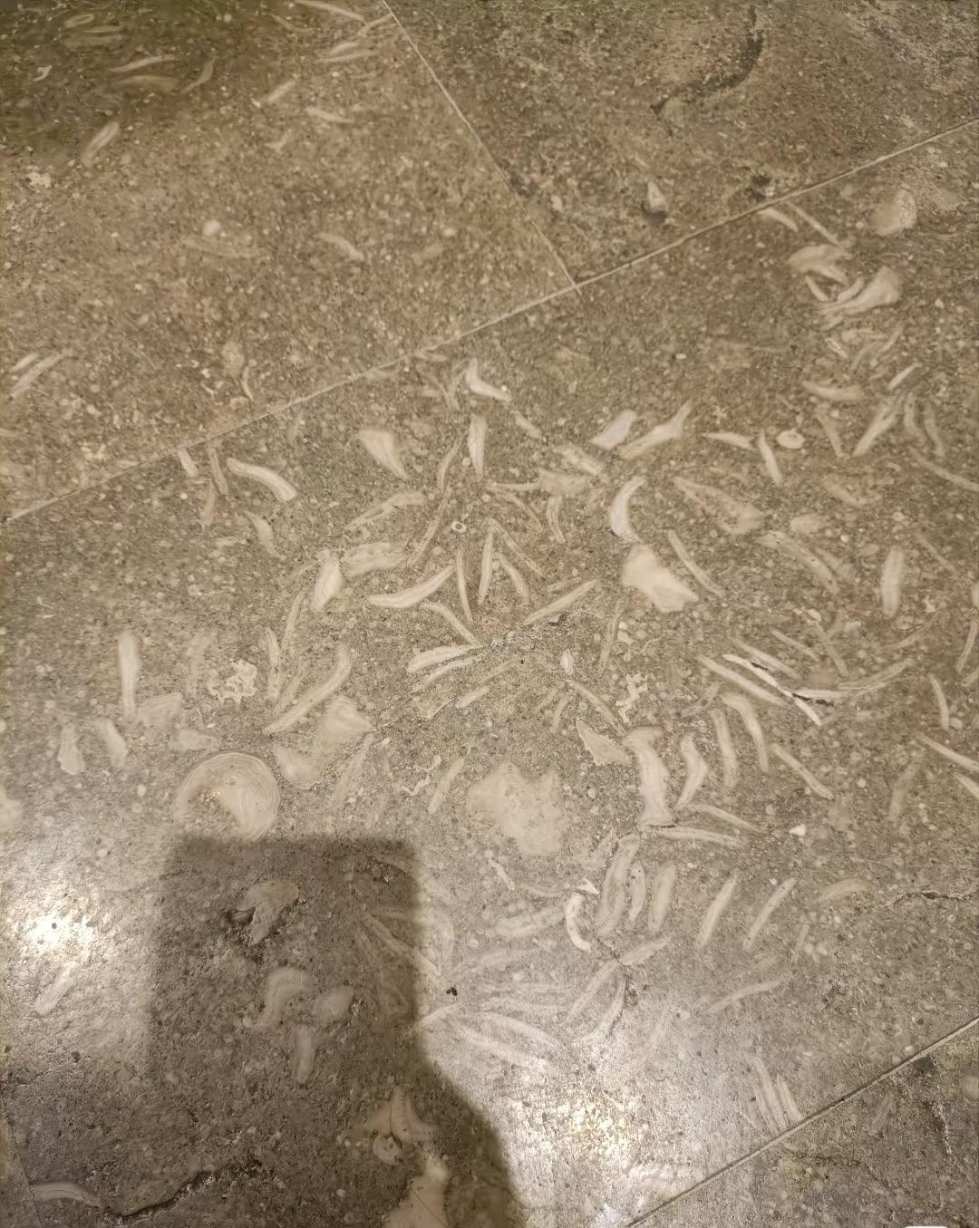 就是。。。把化石做成地板砖了吗[捂脸哭]