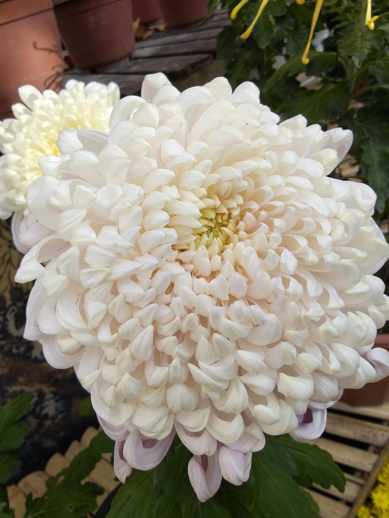 公园徒步随手拍实景图分享！共青森林公园菊花展随手拍～一朵朵菊花🌸都那么