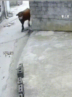 广西这段监控一出来，全网都看愣了。谁也没想到，一头慢悠悠走过来的黄牛，能让一个