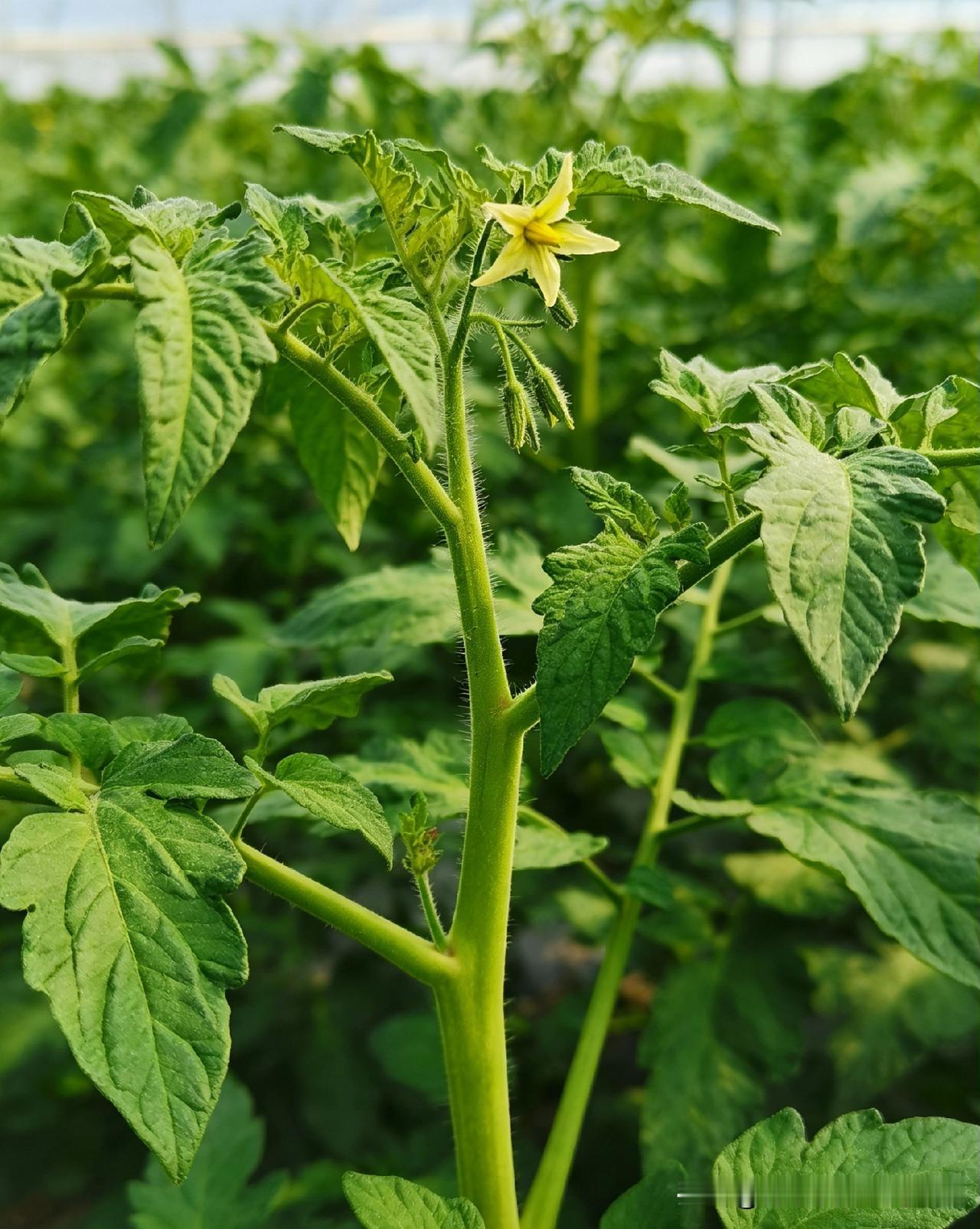 红柿第一朵花留不留？壮苗可留：苗高超30cm、茎粗0.8cm+、叶片深绿厚实