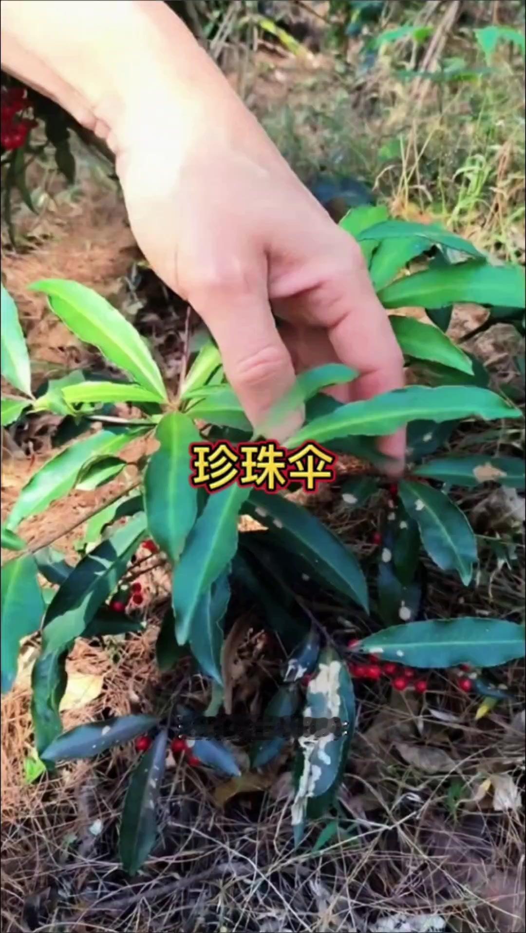 🌿这种野生珍珠伞是山上很值钱的中草药材，野生的一颗能值几百多，在农村现在也越来