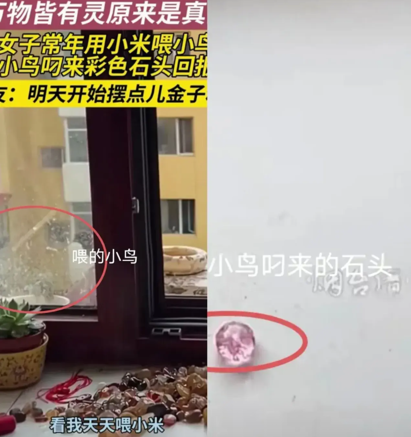 万物皆有灵！黑龙江，一个女子长时间坚持在窗户口喂鸟，谁曾想这些小鸟居然开始回报她