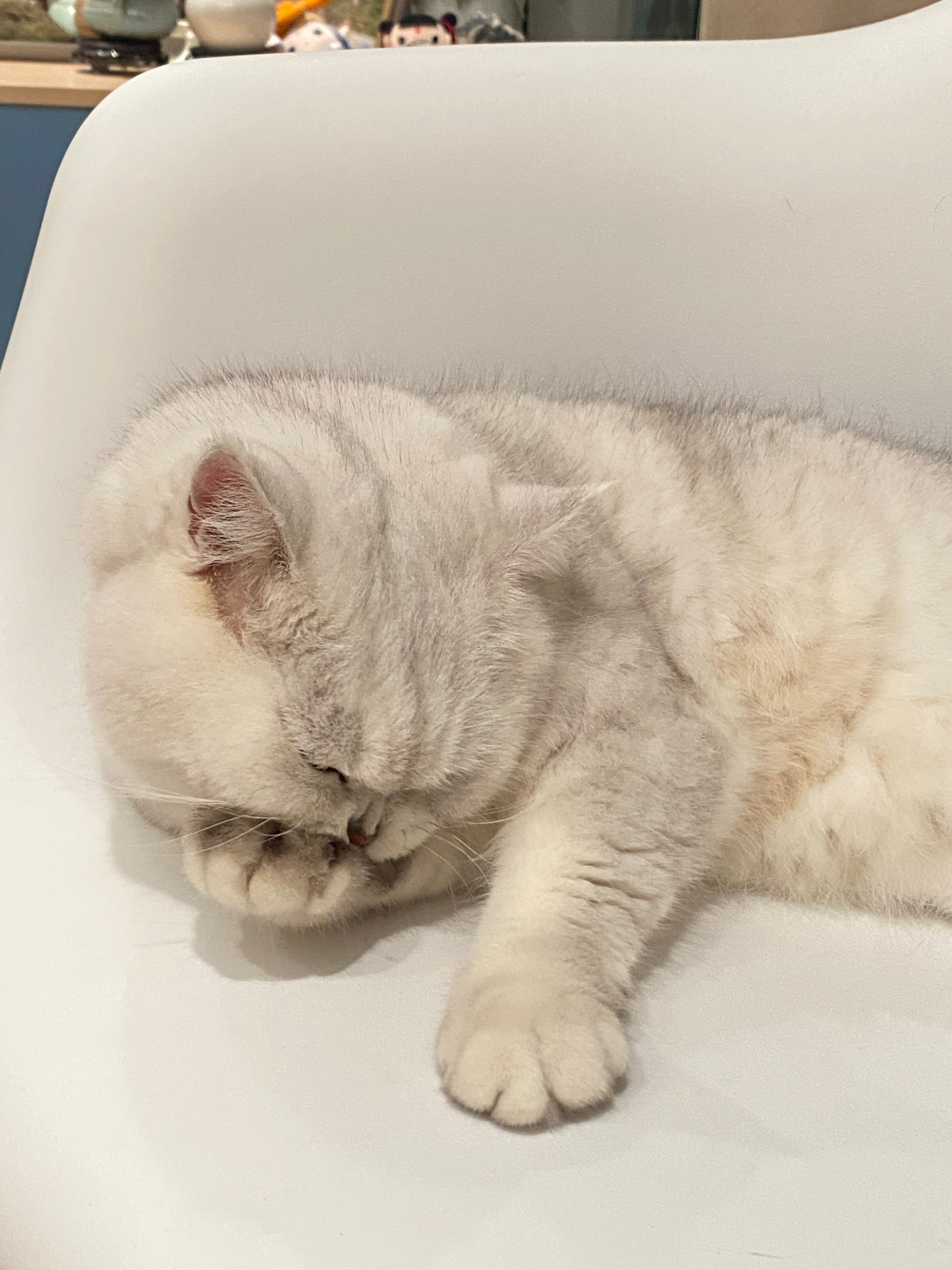 “爱干净得哟”猫咪一个亿​​​