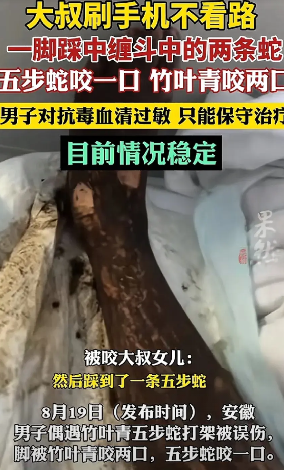 安徽乡村的傍晚，男子一边散步，一边看手机，不小心踩到了正在路边缠斗的两条蛇。五步