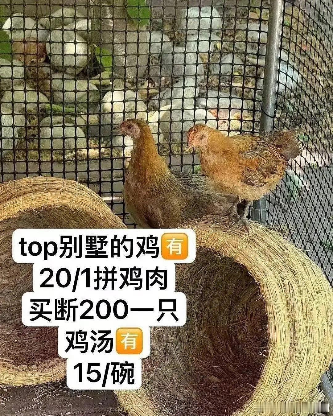 ss偷人家鸡干嘛😅