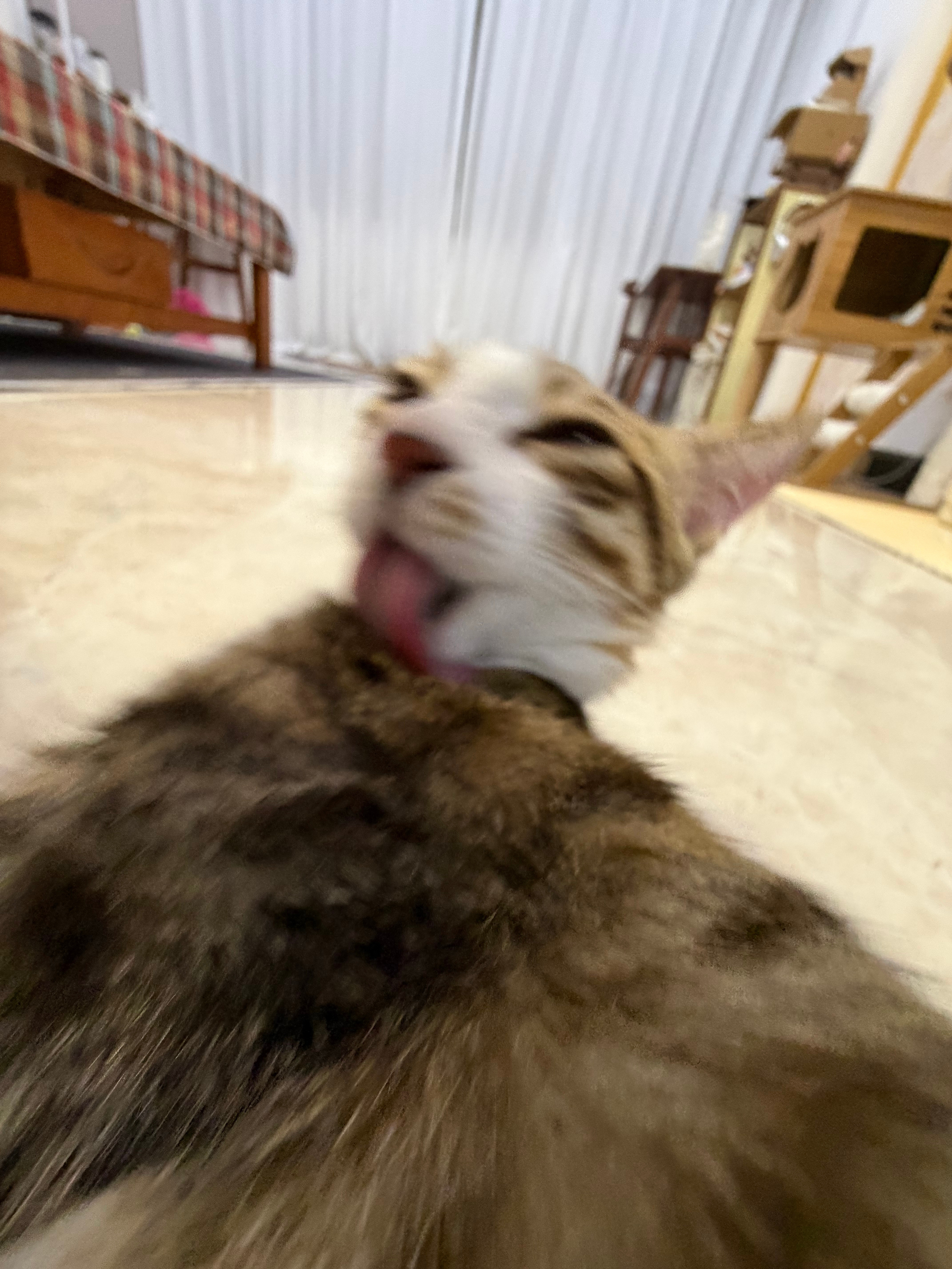 猫猫9宫格，喵～