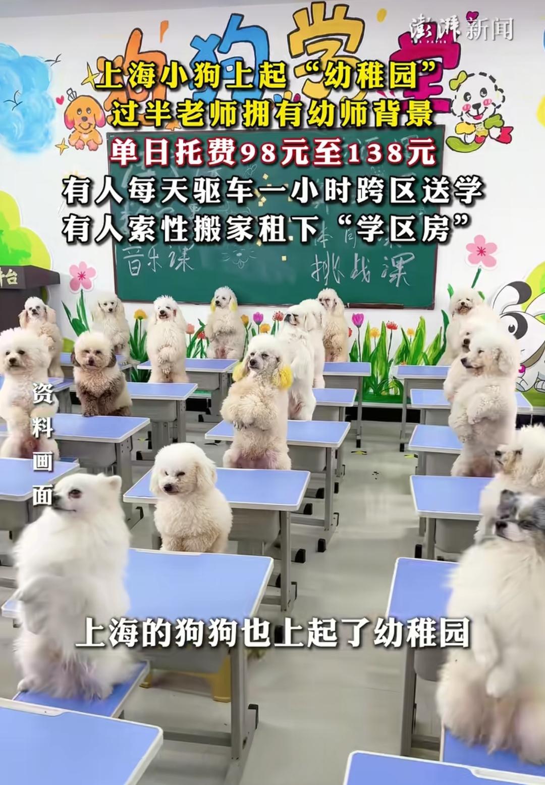 狗再金贵也成不了人，上海高端宠物学校的火爆，正在把人狗边界越抹越糊，这种畸形