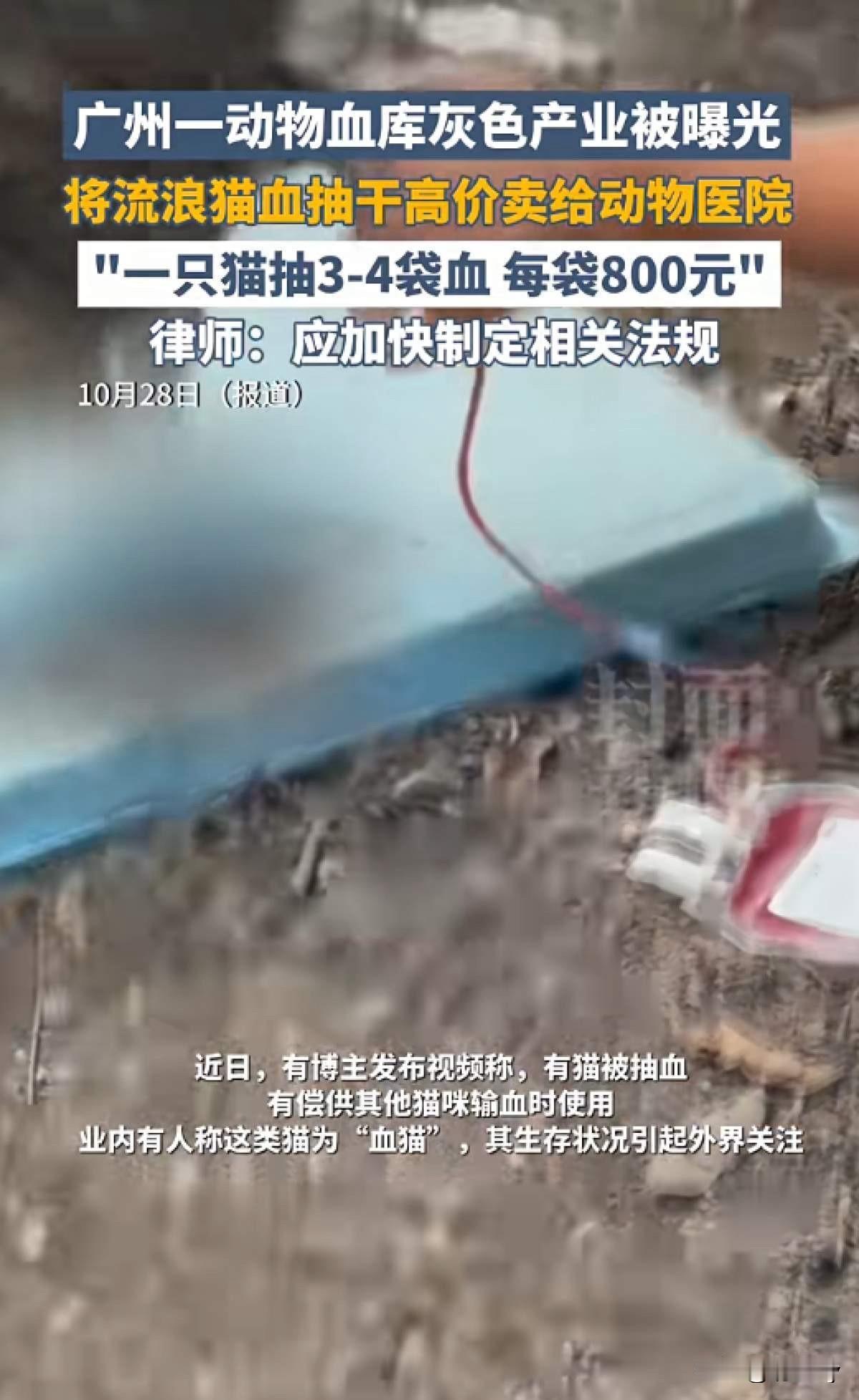 宠物医院给宠物猫咪输的血是哪儿来的?看到这样的新闻,简直是不寒而栗,那些可怜