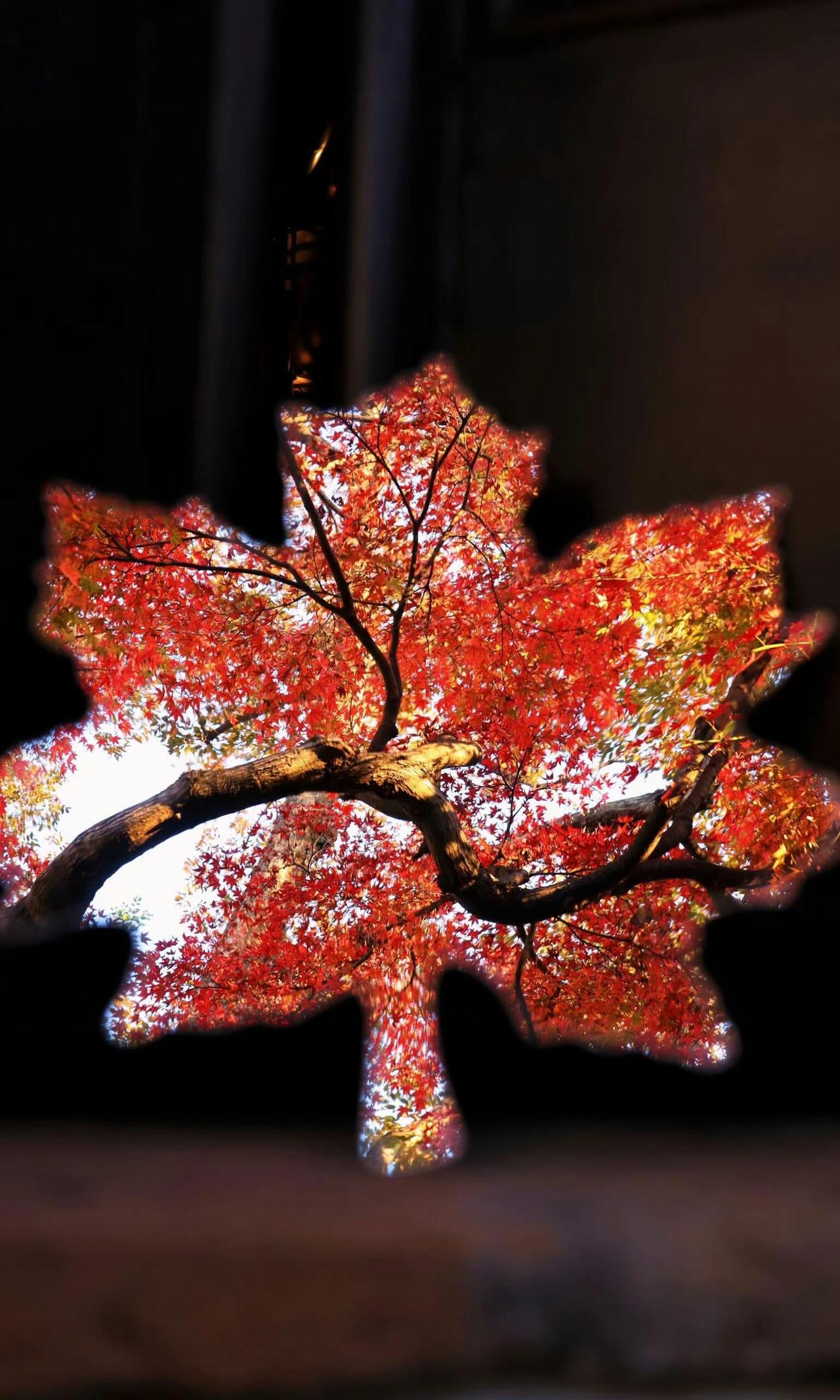 似烧非因火，如花不待春。片片染秋霜，枝枝映夕阳。枫叶红时秋景美暮秋红枫