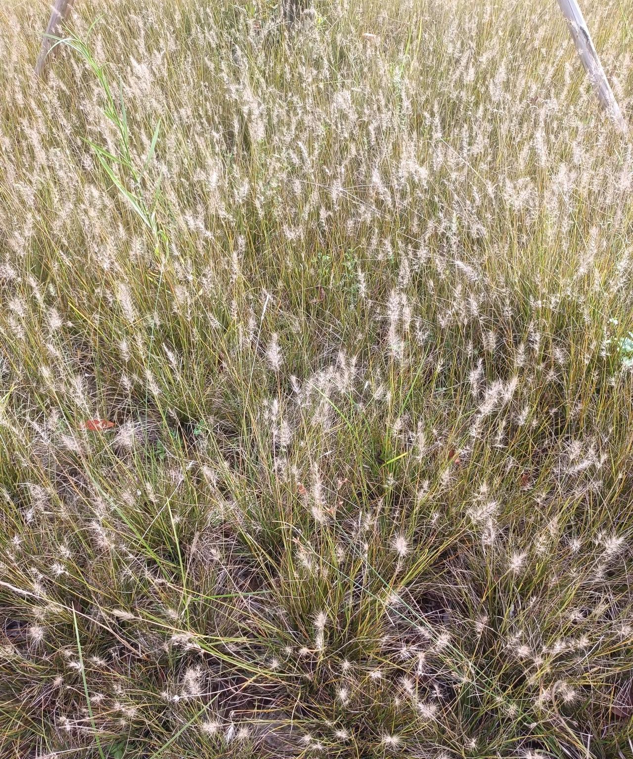 上联：草径观光花欲语#晒图笔记大赛##分享一张最近随手拍的照片#