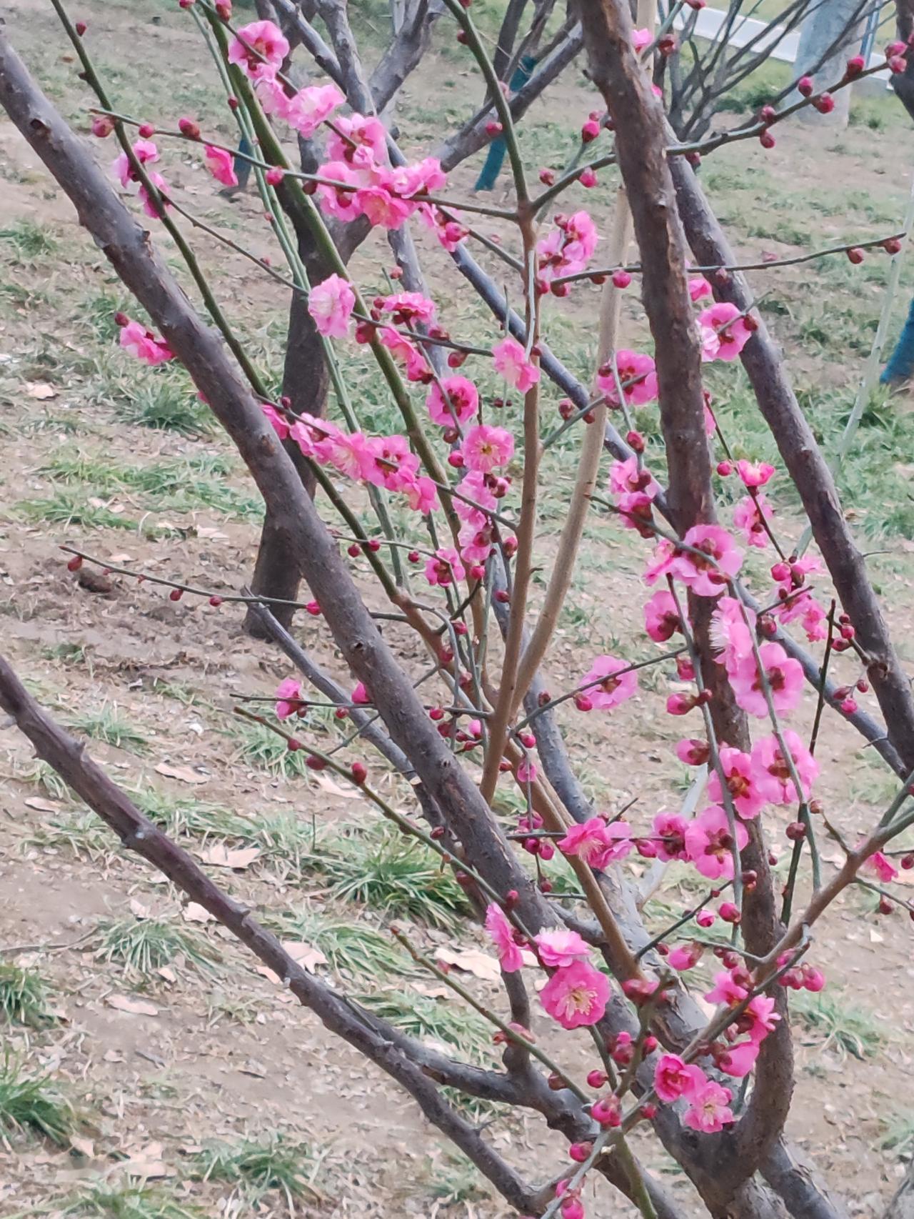 树开花有三种形态，一是先花后叶，如梅花。二是先叶后花，如石榴。三是有花有叶，如桃