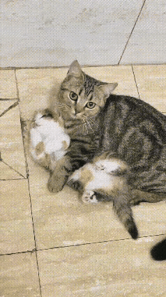 网友家的狸花猫，前不久顺利生下了五只软萌的小猫崽，一家人满心欢喜。可无奈精力有限