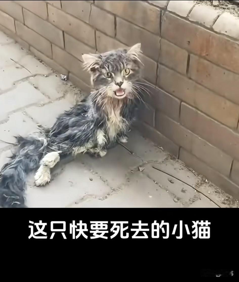 泪目了！一只流浪小猫已经很久没有吃东西，它饿的只能吃塑料袋和树叶，导致它瘦骨嶙峋