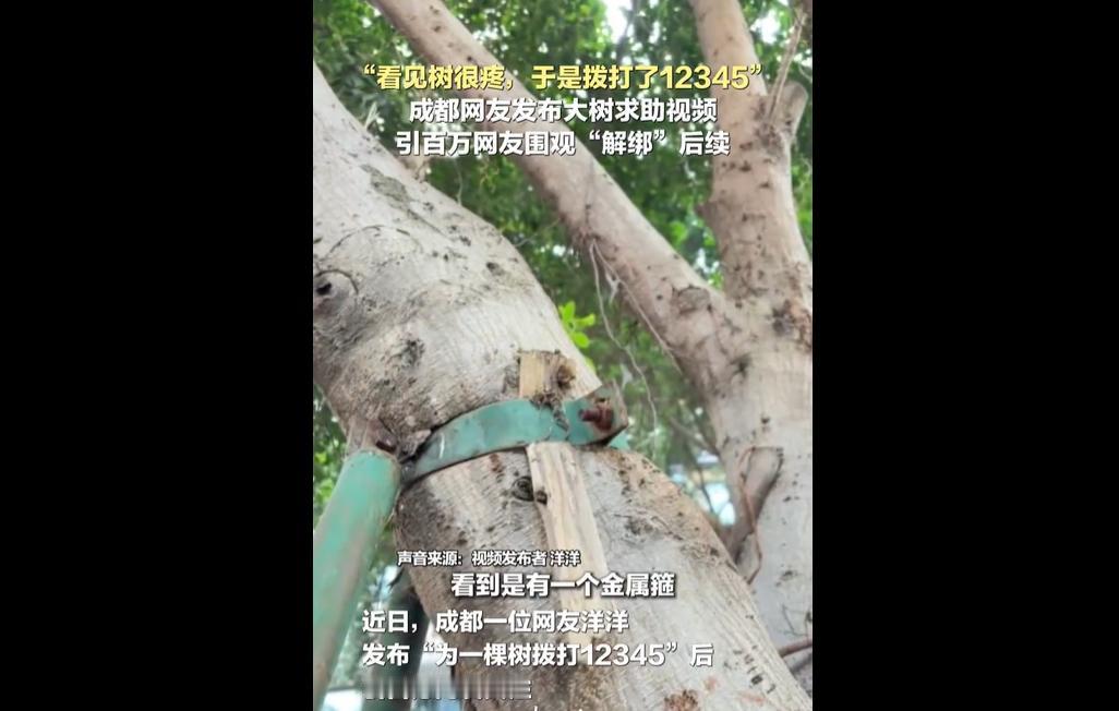 12月1日，在成都宽窄巷子附近东胜街上班刚满一个月的洋洋，午休时发现街道树