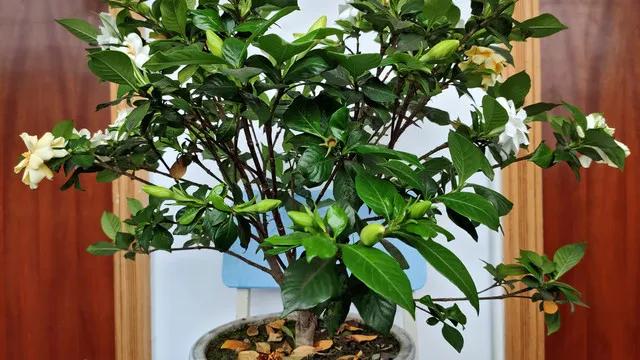 家里面的栀子花叶子发黄，多半是养护出了问题。最常见的原因是水浇多了或少了——土太