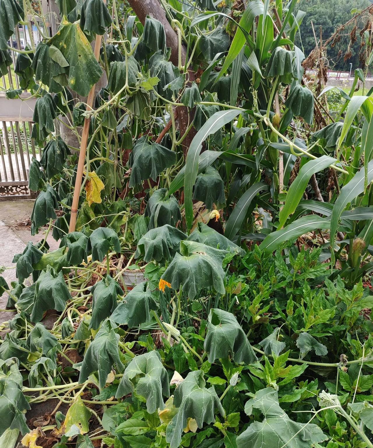 35度的四川比其他地方的40度还难过...有事回四川，在这里几天了，真是进了桑拿