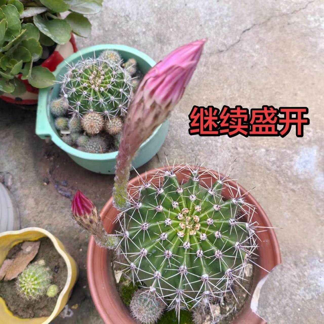 种的小仙人球两盆继续开花🌸🌸🌸🌸