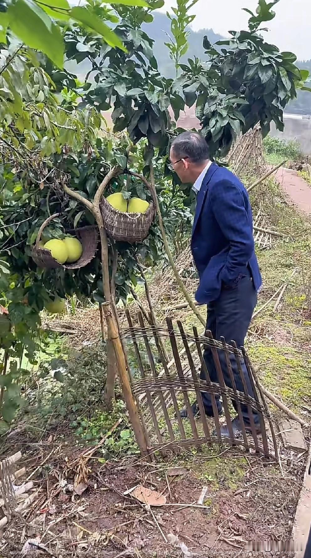 阡陌纵横，鸡犬相闻。谢浩男爸爸谢岳回到了四川仪陇的老家。谢浩男在老家已经是爷爷辈