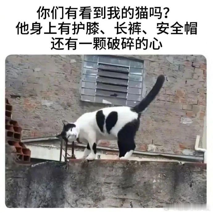 心碎猫宠物卖萌中心​​​