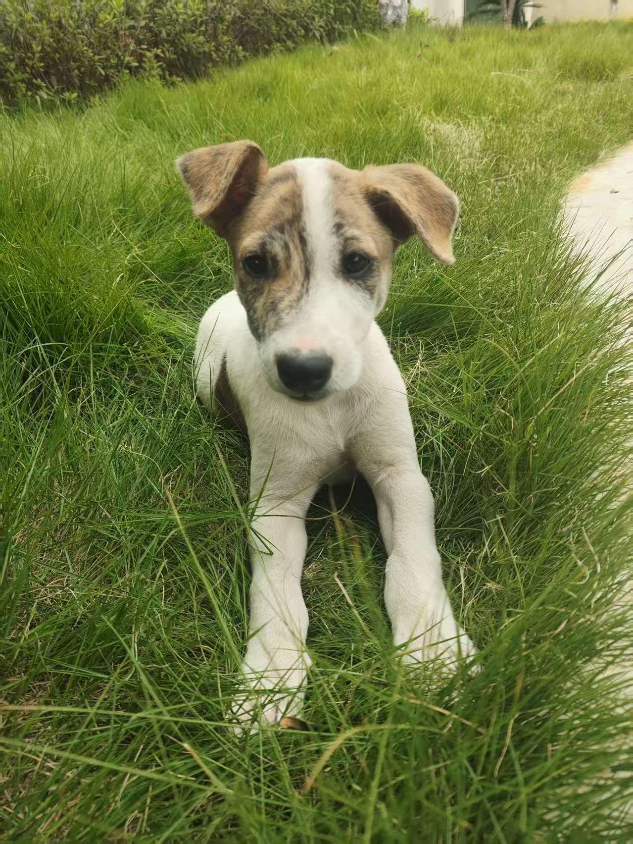 中华田园犬如今血统被外来犬混血严重。这个就是细狗和田园犬的混血。某种意义上,今天
