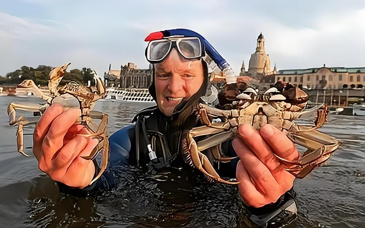 笑不活！中国大闸蟹在欧美横行霸道，老外愁哭：1公斤1欧元都没人吃全网笑裂！