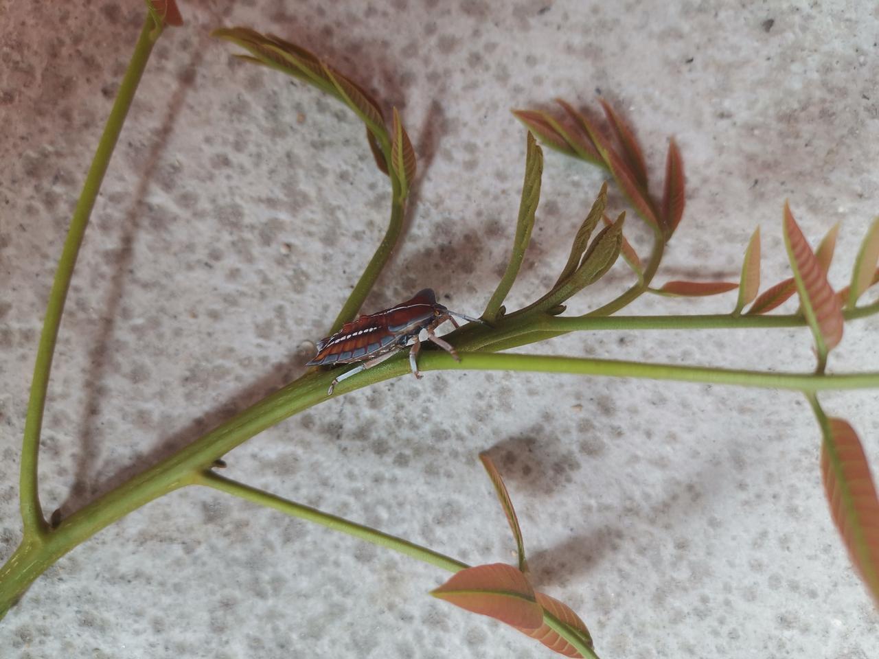 有个中年妇女，口袋里面总是带着糖，或者巧克力。话题撩开：她中学军训