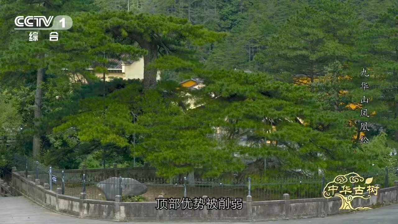 风一吹千年古松秒变展翅凤凰约1400岁古松树像一只大凤凰安徽九华山这棵1400岁