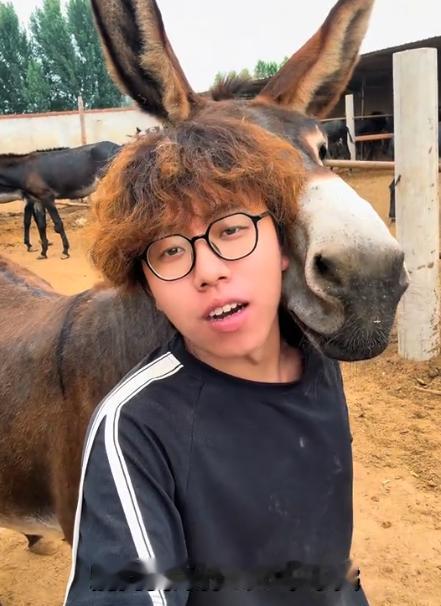 “笑不活了！”河北，男生大学毕业后没去大城市，而是回到老家和爸爸一起卖驴，男生上