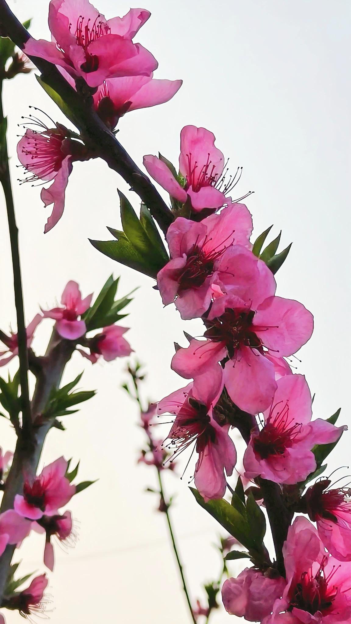 今年春天最想实现的心愿想去厦门吹海风，想去洱海看月，想去黄山看松。