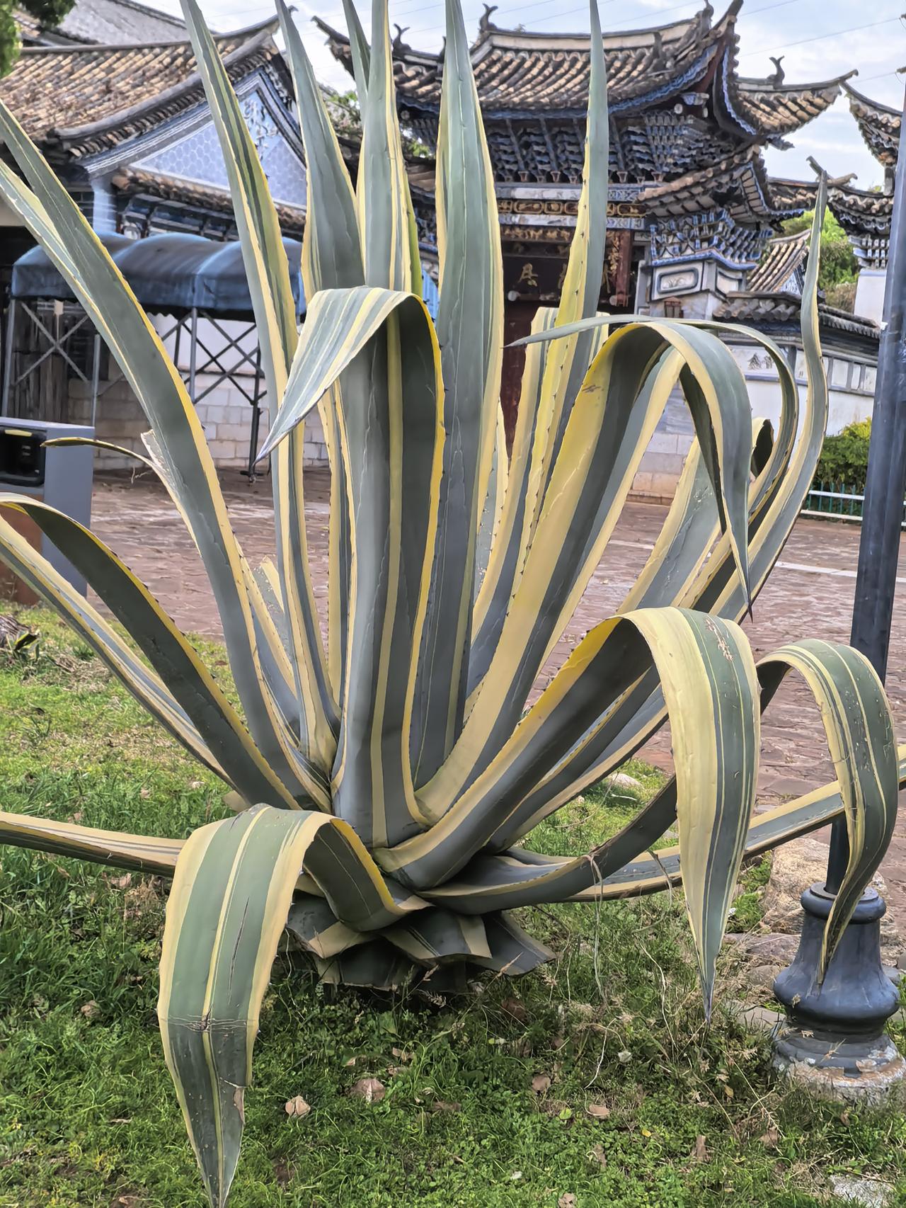 公园里面见到的，第一次看到这种植物，有知道这叫什么名字的呃？