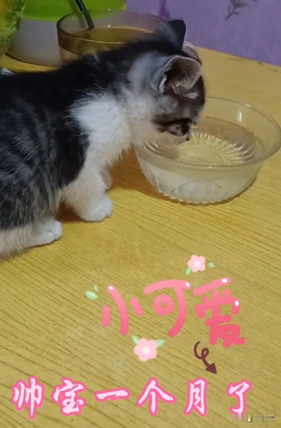 人为啥离不开猫咪的陪伴？猫咪对人的爱是无条件，爱的纯粹，无关你的长相，财富地位