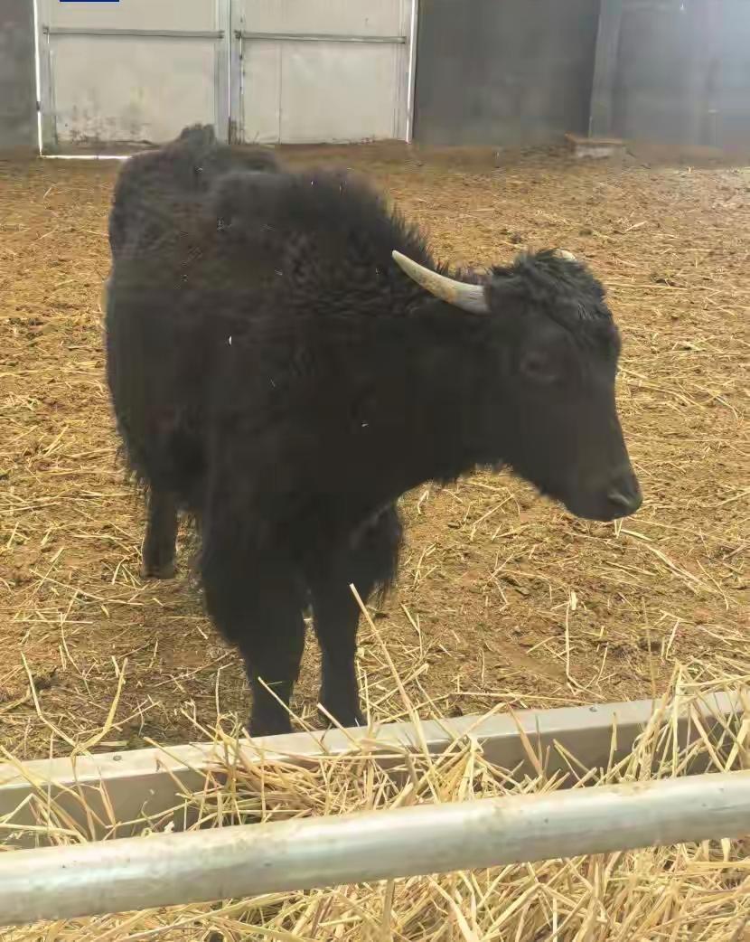 我国首次批量克隆10头牦牛，这事儿太牛啦！克隆技术在牦牛领域的成功应用，意义重大