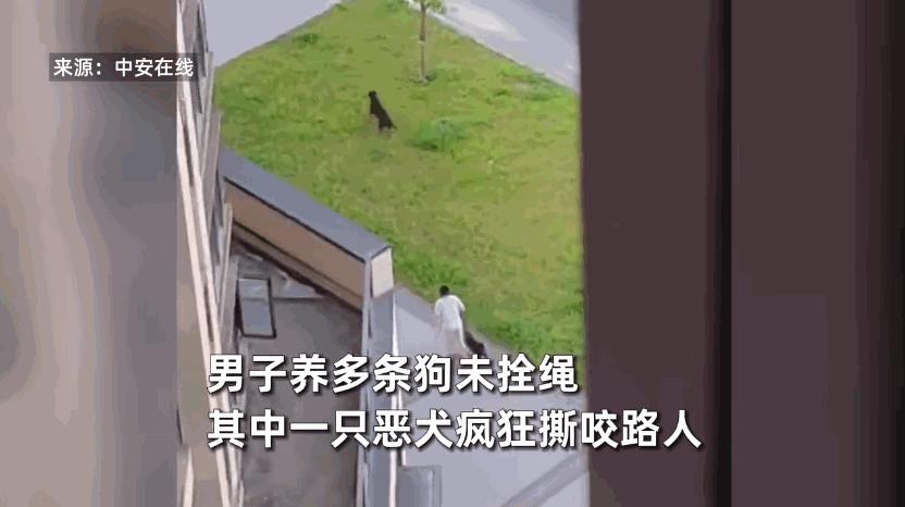 “必须严惩！”近日，广东，一男子在小区里遛狗时，竟然把所有的狗都不牵绳放养，结果