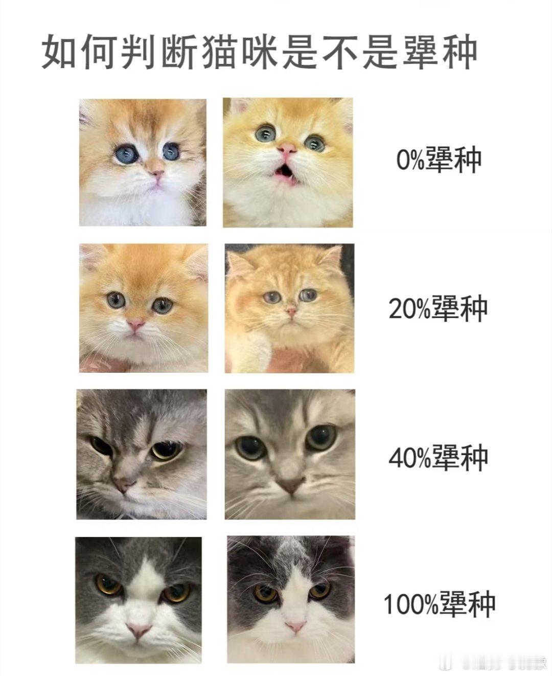 犟种小猫抱起来是这样的真的有些过于真实​​​