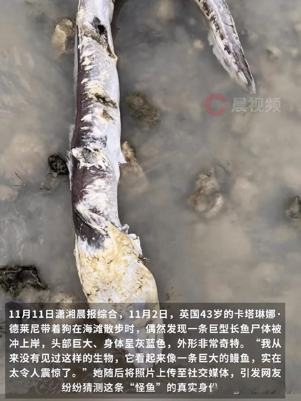 朋友们，你们敢信吗？英国海边惊现“海怪”，把当地居民都看傻眼了！一位大姐遛狗时发