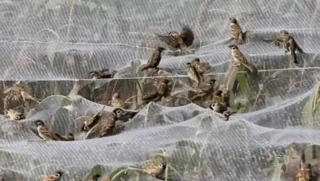 俗话说“一只麻雀等于四两人参”，但是其实麻雀的粪便比肉还贵，甚至有人饲养麻雀不为