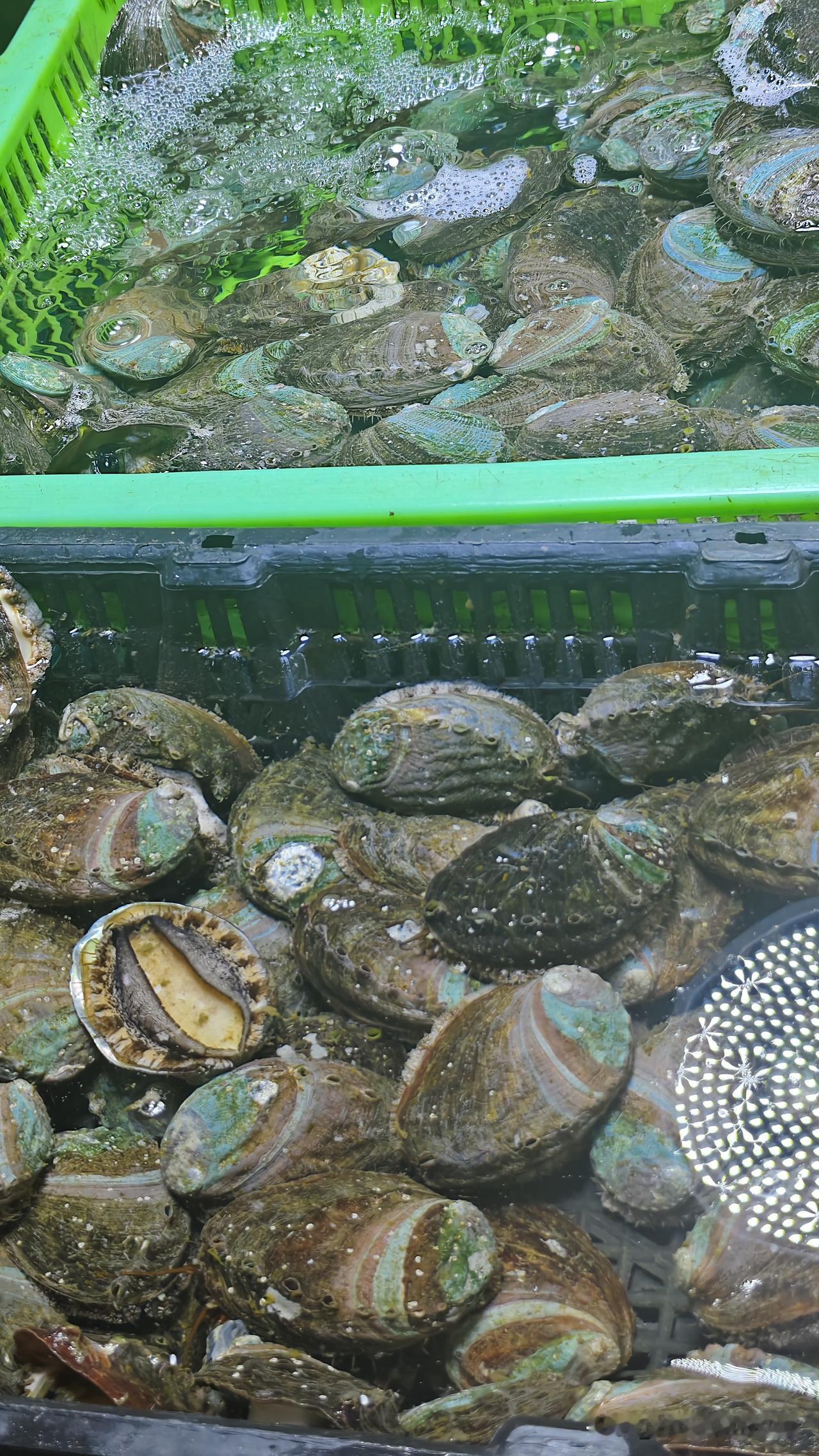 内陆朋友快看！青岛活鲍鱼长这样一提青岛海鲜，海参鲍鱼必上榜，可内陆小伙伴大