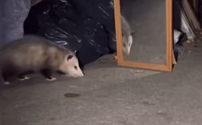 在动物世界，大概只有猪🐷会照镜子，知道镜子里的那个猪🐷是它自己，其他很多动物