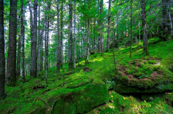 如果打仗了往山里跑安不安全？就这么跟你说吧，10个人躲山里，大概只有7~8个能活