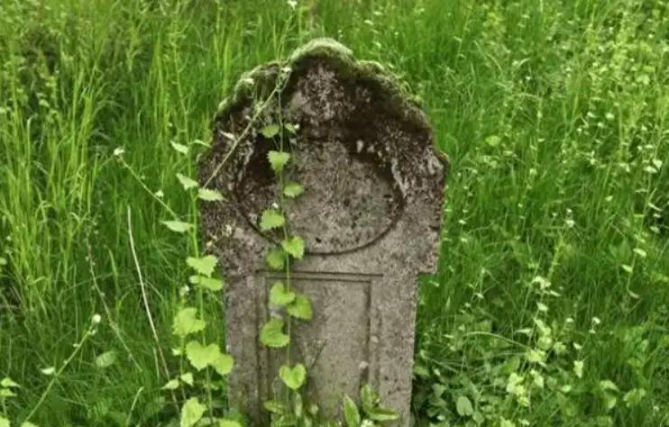 俗话说“坟头生六草，子孙福运好”，哪六草？6、蒲草蒲草的茎秆非常坚韧，即使生