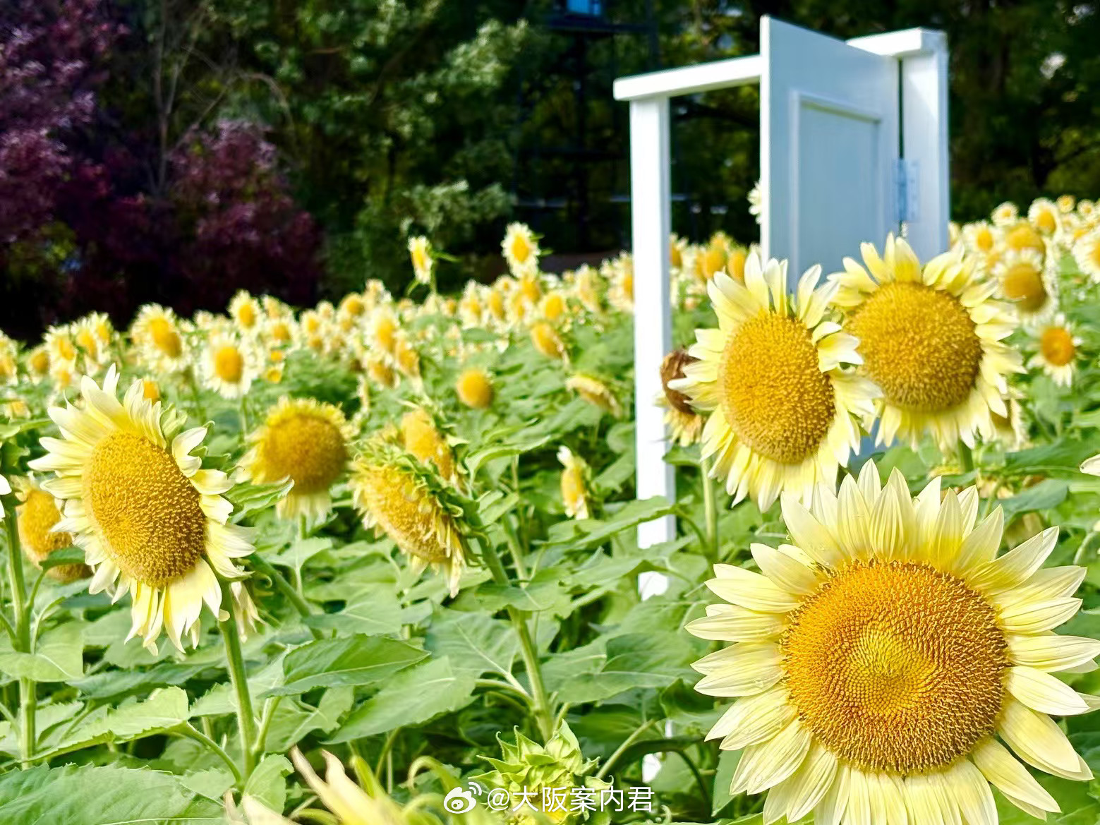 【大阪向日葵】🌻🤍大阪限定｜白色向日葵！提到向日葵，你是不是第一时间想到