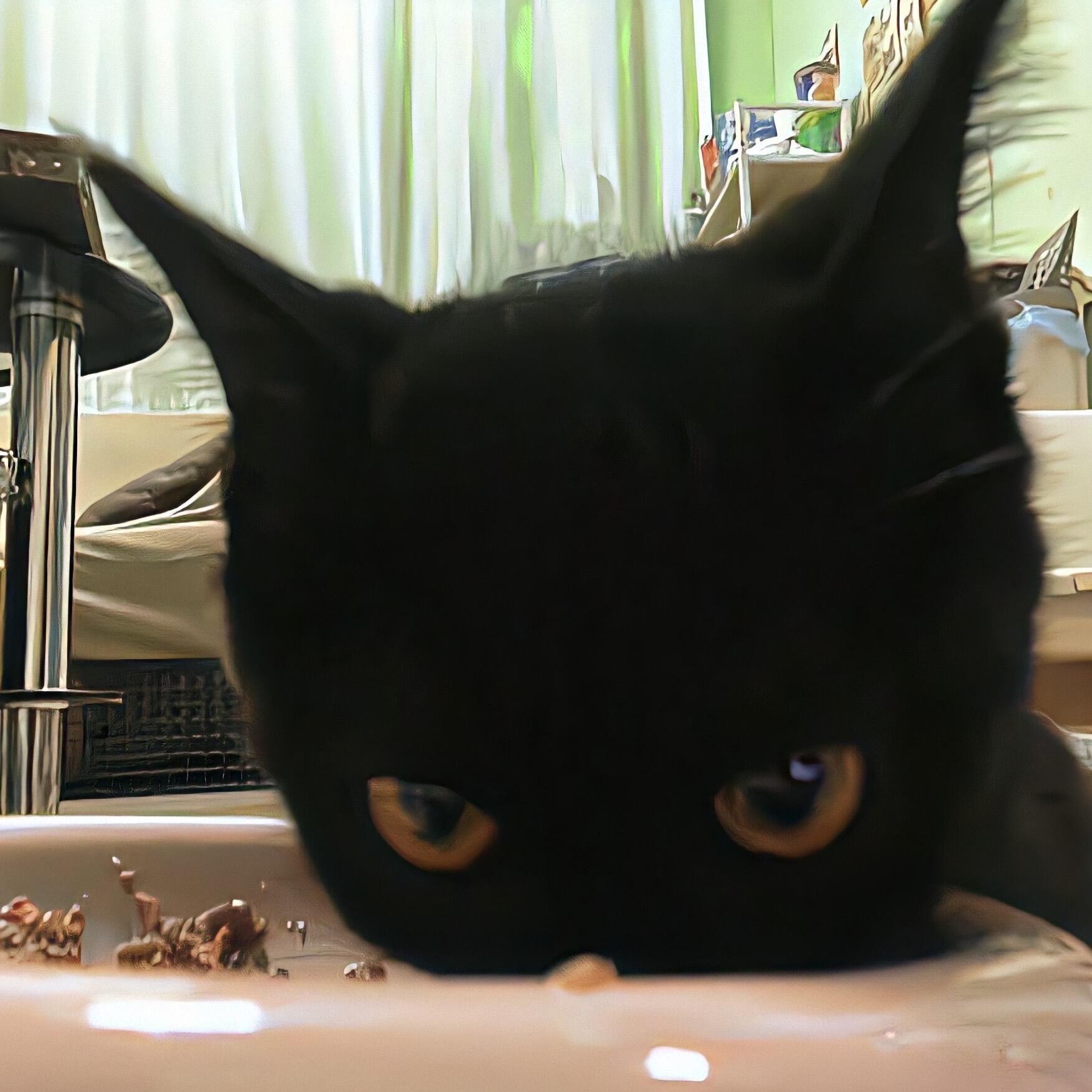 小猫头像(⚈᷀᷁ᴗ⚈᷀᷁)​​​