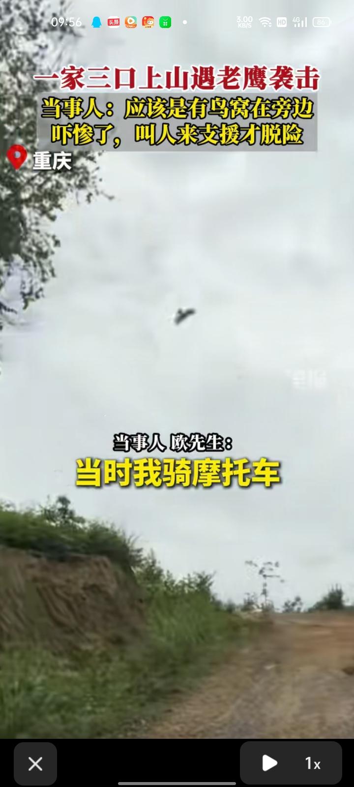 6月14日，重庆。一家人去山上采蘑菇时听到“呜”声，是两只老鹰轮番袭击。当事