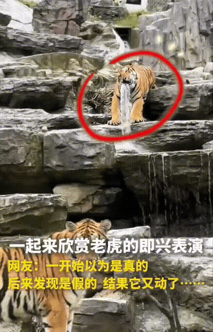 “都不白来！！”女子假期逛动物园，瞧见老虎林里老虎模样的喷泉，正夸动物园用心呢，