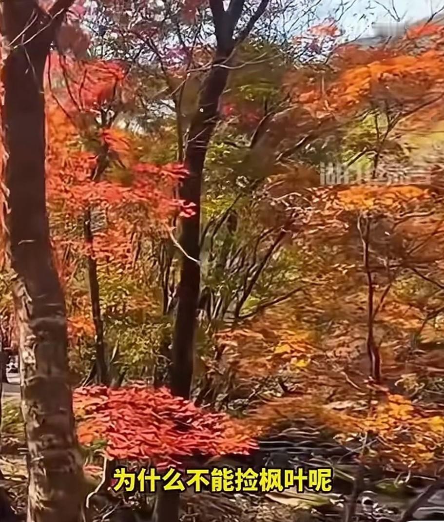 最近有网友发视频，说辽宁本溪的老边沟景区广播提醒游客，禁止采摘枫叶，捡的也不行。